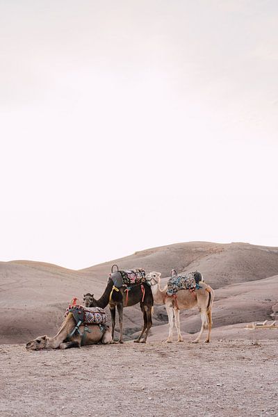 Kamele in der Wüste von Marokko von Yaira Bernabela