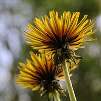 Löwenzahnblüten von unten fotografiert