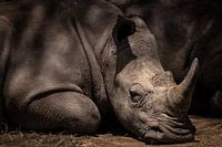 Rustende neushoorn