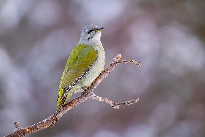 Le pic à tête grise ou pic cendré (Picus canus) par Gert Hilbink