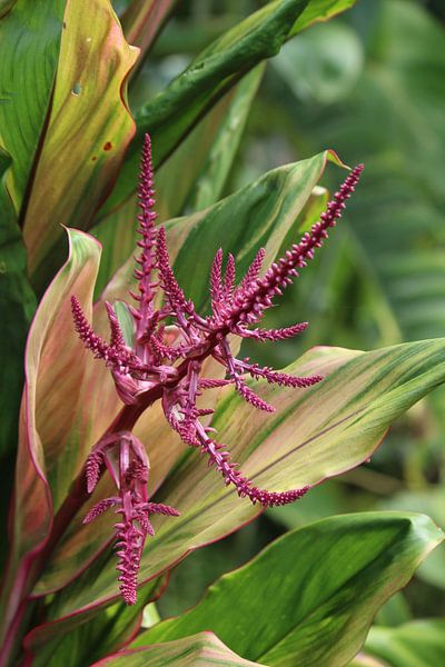 Roze plant von Berg Photostore