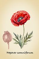 Vintage Botanical Poppy print