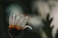 Unvergänglichkeit in der Stille