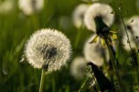 Flaum eines Löwenzahns