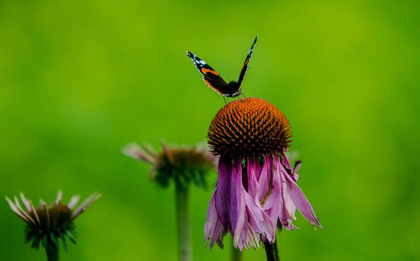 Na de zomer von Bassie's winkel