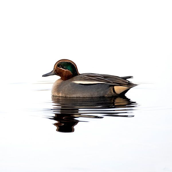 Teal by Henk Zielstra