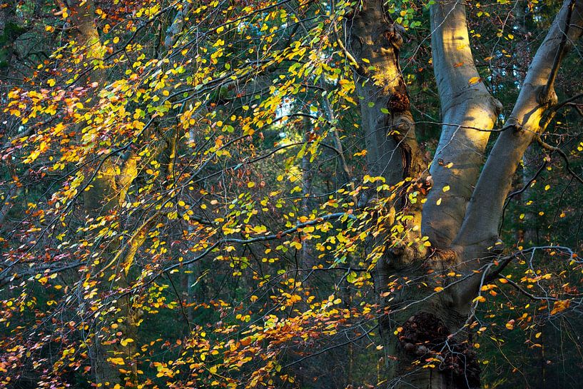Herbstblätter von Martijn Schruijer