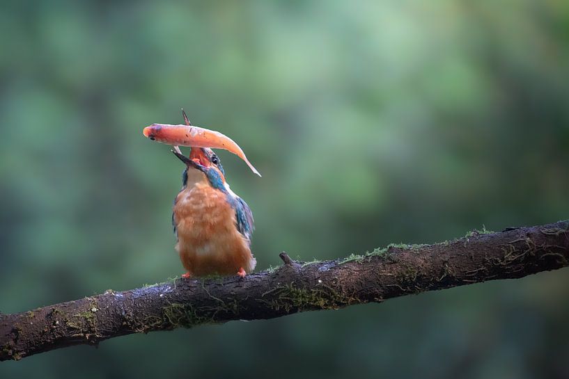 Martin-pêcheur avec proie par Rianne van Diemen