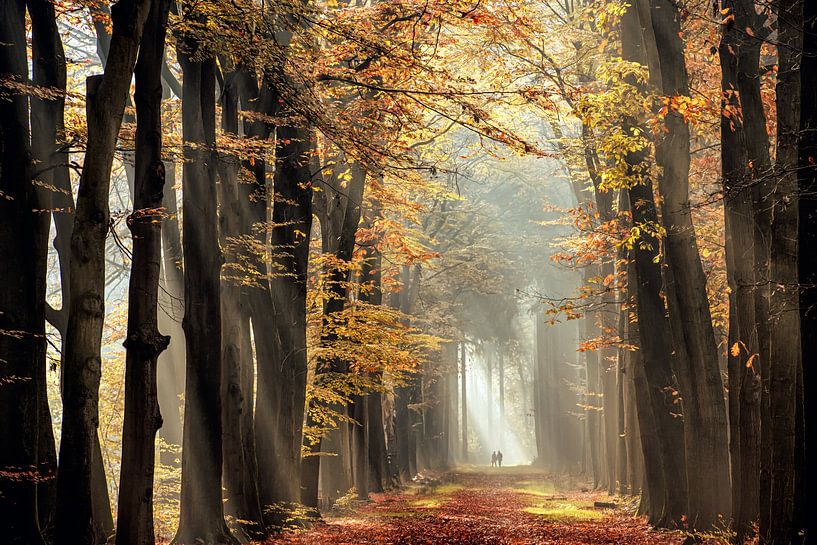 In de spotlights par Lars van de Goor