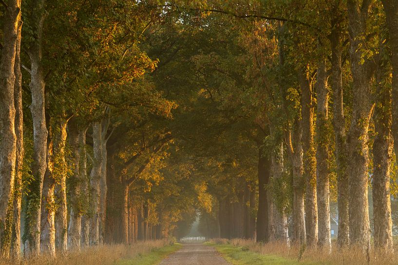 Beech avenue during sunrise by Francis Dost
