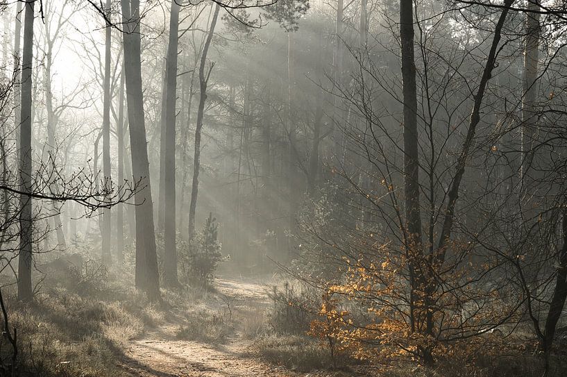 Veluwe fog and sunbeams by Saranda in t Veld Fotografie