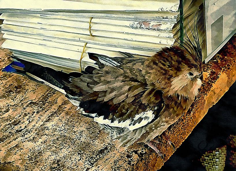 Nymphensittich wartet auf Kunden von Dorothy Berry-Lound