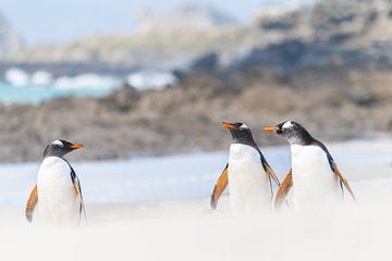 Drei Eselspinguine im Gespräch auf Carcass Island von Nanda Bussers
