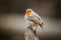 Rotkehlchen mit imposanter Pose auf Baumstamm