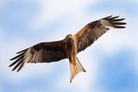 rotmilan im flug am himmel