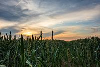 Sonnenaufgang zwischen den Weizenfeldern