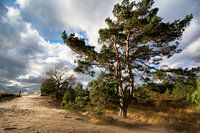 Un jour de tempête... 