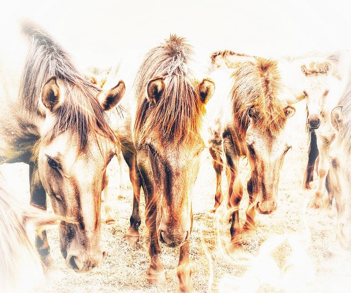 Fiery horses by Maneschijn FOTO