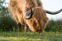 Weiden auf der Wiese