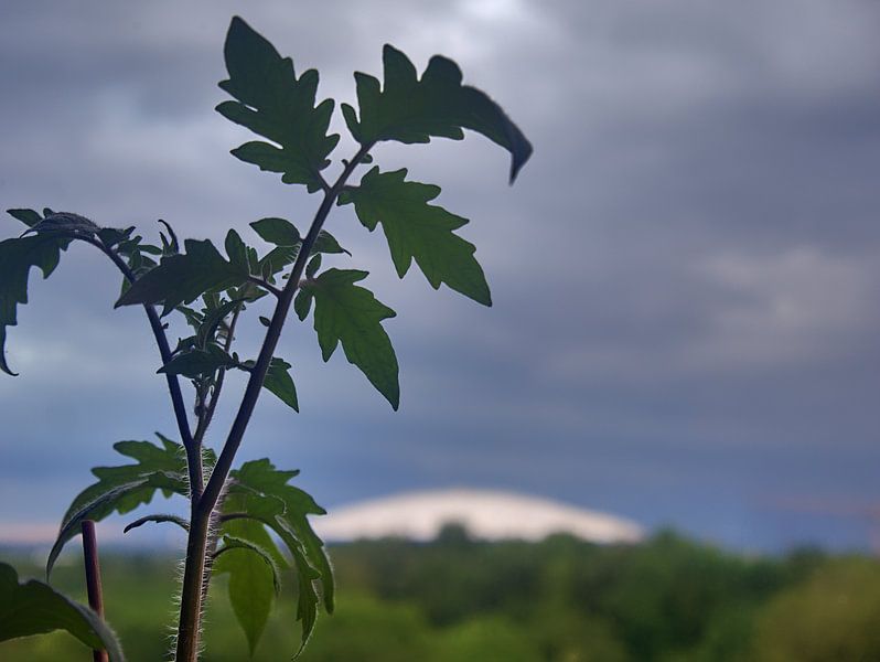 sur le rebord de la fenêtre par Edgar Schermaul
