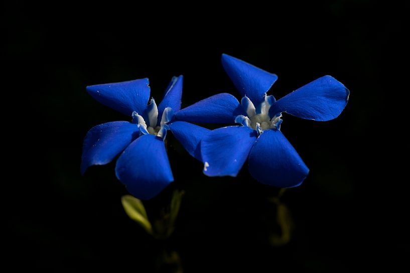 Enziane in den Schweizer Alpen von Luc Hoogenstein