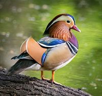 Canard Mandarin