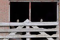 Twee Steenuiltjes op een hek