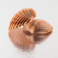 Square still life: Two shells in warm colours with reflection