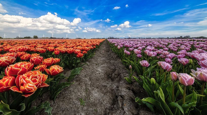 Über die Trennung von 2 Tulpenfarben von peterheinspictures