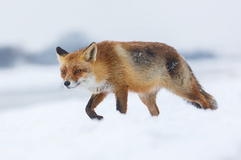 Winter von Pim Leijen
