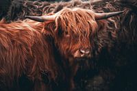 Scottish Highland Cattle