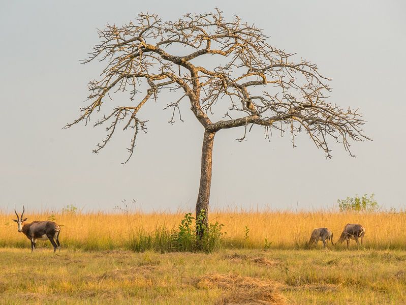 Impala&#039;s in Mlilwane Wildlife Sanctuary by Charlotte Dirkse