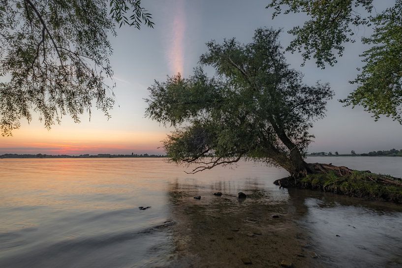 Racines d'arbres - mangrove par Moetwil en van Dijk - Fotografie