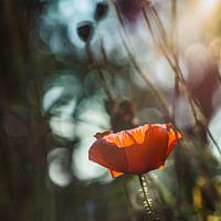 Mohn im Sonnenlicht