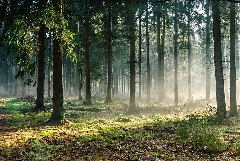 Pijnenburg, coniferous forest in mist with sunbeams by Martin Stevens