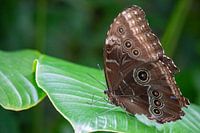 Der Blaue Morpho-Schmetterling