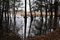 Dunkle Bäume im Wald, Kampina Boxtel