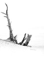 Black and white photo of lone dead tree at Wekeromse Zand