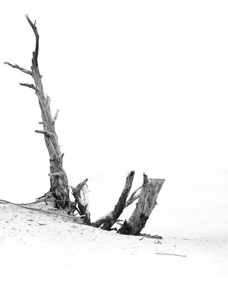 Schwarz-Weiß-Foto eines einzelnen abgestorbenen Baums am Wekeromse Zand von Bianca Fortuin
