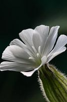 Maagdelijk wit, gewoon mooi!