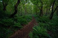 Forêt avec fougères