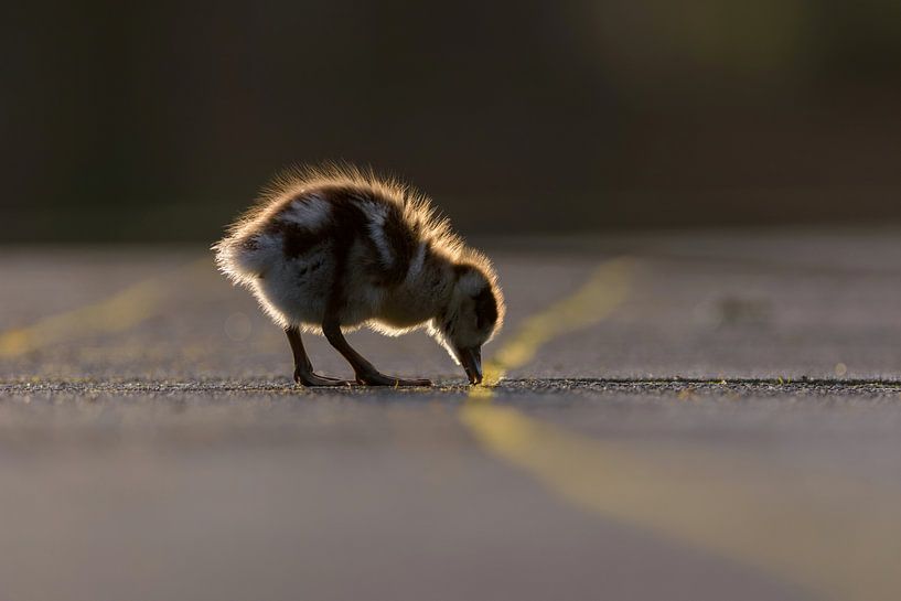 Baby-Nilgans von Remco Van Daalen