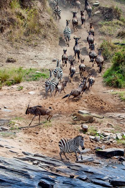Leopardenjagd von Peter Michel