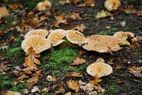 Paddenstoelen tussen het mos