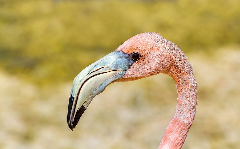 Nahaufnahme des Kopfes eines roten karibischen Flamingos von Ben Schonewille