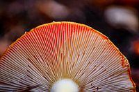 Fliegenpilz oben Seite nach unten