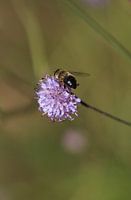 Hummel auf violetter Blume