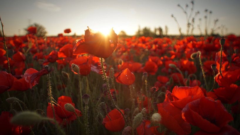 Coquelicots par Mad Dog Art