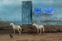 Blauw straattafereel in Bintang, Gambia