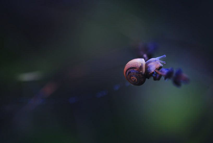 Irgendwo Zuhause von Maayke Klaver